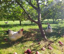 Høns af racen 'Sussex' er med til at holde æbletræerne fri for utøj