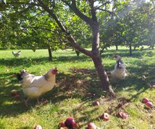 Høns af racen Sussex sørger for at holde æbletræerne fri for utøj