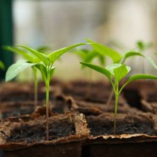 Kimplanter, snart klar til udplantning